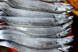 中国四大海产越来越少，黄鱼已超2000一斤，为何只有带鱼捞不完？图片