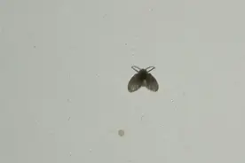 卫生间的小飞虫到底是什么？外表不起眼，但它的危害超出你想象图片