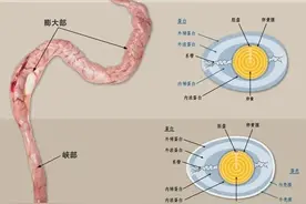 母鸡输卵管构造及功能图片