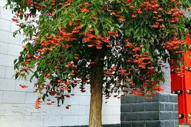 盘点一下“苗木基地”常见的“10种”嫁接用“砧木”树种图片