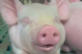 猪的寿命是多少年？如果一辈子不杀猪能长多大？浙江猪王就是答案图片