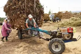 养羊人利用好农村这六种廉价饲料，可以省下不少养羊成本图片