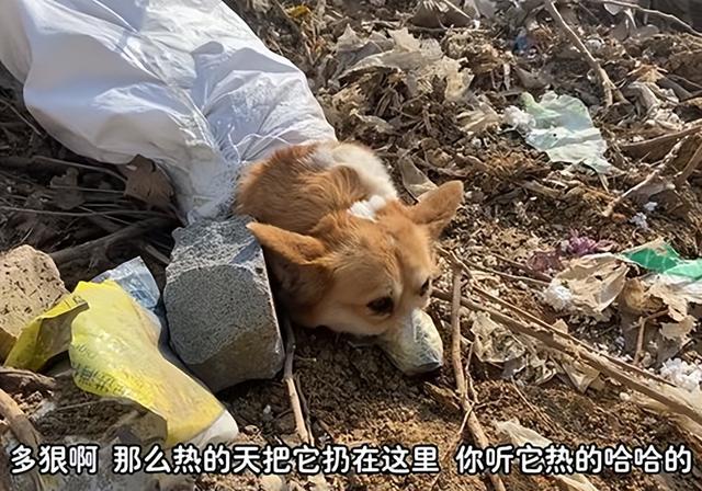 狗狗被紧紧绑住嘴和身体,丢弃在郊外,只因玩闹时无意误伤了人