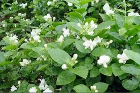 养茉莉，只长枝条不开花，赶紧去做4件事，枝头长满花苞图片