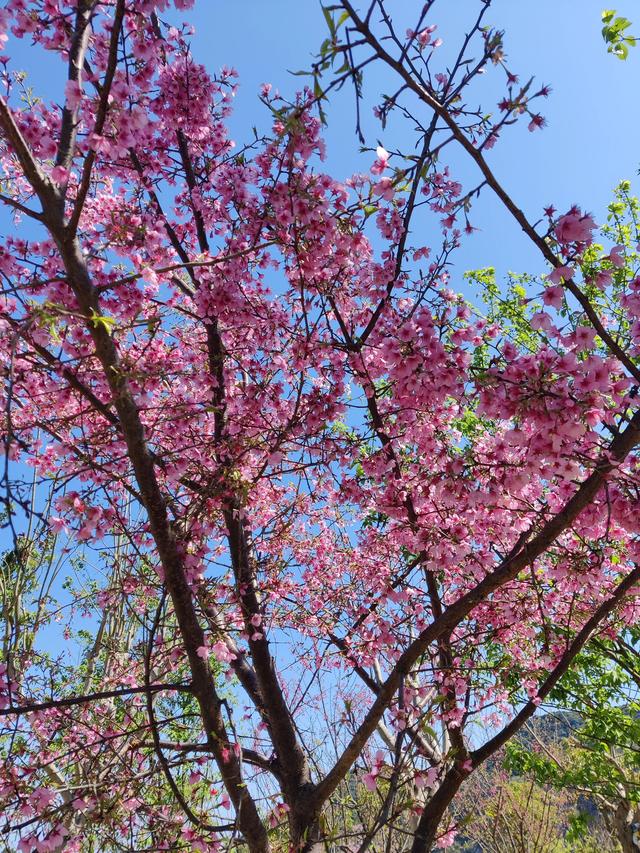 ���˽ڽ��յ��ر�-��ӣ��?