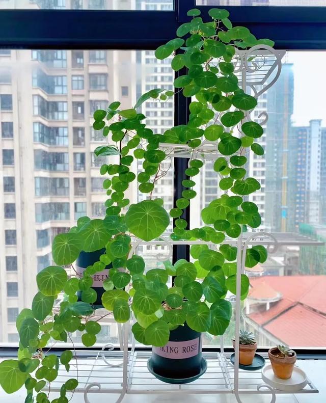 15款耐阴植物大盘点,没有阳光也疯长,适合室内养