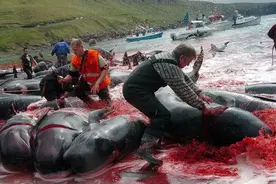 国际禁止捕捞鲸鱼，为何日本每年还要花费51亿，鼓动民众大肆捕杀图片