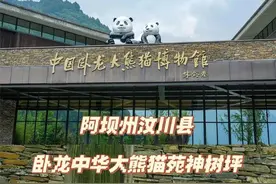 汶川大地震之大熊猫“毛毛”和“小小”的故事图片