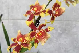 盆栽入室后，害虫“爆发”，快用四种水，杀虫快，比买来的好使图片