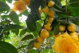 它被誉为“植物大熊猫”，通体金黄，很有营养，观赏食用两不误图片