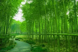 古诗中的“鲤庭”、“烟霞”、“罗浮”、“青鸟”都是什么意思？图片