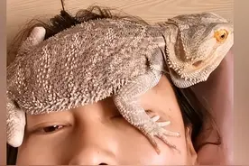 女子持续发烧，拿来蜥蜴放在额头上降温：大哥，你终于派上用场了图片