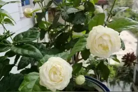 夏天养茉莉花，2种花肥轮番用，开花又多又香，清爽一夏图片