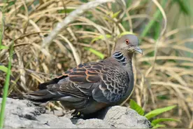 斑鸠不会筑巢？随处可见的斑鸠能吃否？为何说吃斑鸠危害很大？图片