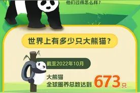 “丫丫”回国后，还有哪些大熊猫在“出差”？图片