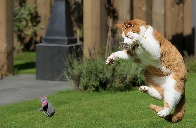 不瞒你说,猫抓老鼠不-是为了吃,实在缘故原由有点疼爱小老鼠