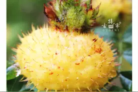 刺梨上市，太医无事，“三王圣果”果然名不虚传！图片