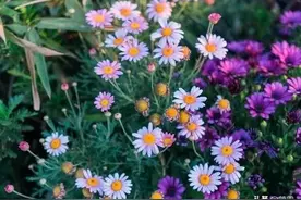 陶渊明的一首经典之作，写尽了人生的意义，人生境界高远图片