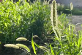 盘点童年的植物80、90忘不掉的回忆图片