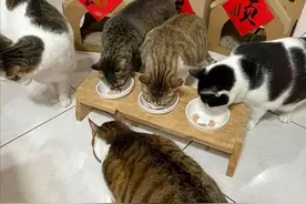看到猫主子的奇怪癖好，铲屎官当场傻眼，这怎么改图片