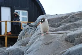月薪过万！南极邮局招聘新员工，要求：会数企鹅图片