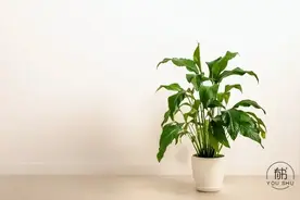 世上最高级的养生：童心，蚁食，龟欲，猴行图片