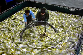 开海后第一批海鲜已上岸！《防城港海鲜图鉴》快收好，教你从买到吃图片