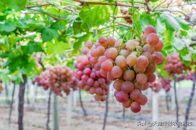 氨基酸&海藻精&腐植酸的作用汇总