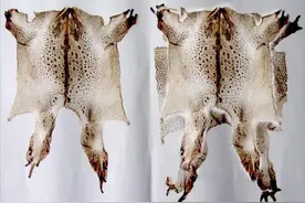 1斤5000块！癞蛤蟆脱下来的皮这么贵，为何野外1个蟾衣都见不到？图片