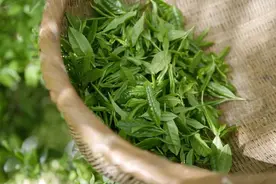 八首中国最美茶诗，满满茶香飘溢图片