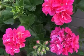 养天竺葵，有2点很重要，一年四季不停开花，花很多很惊艳图片
