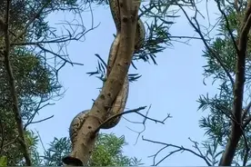 深圳梧桐山有大蟒蛇缠树，蟒的攀爬力有多强？曾有蟒蛇爬上10楼图片