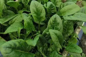 当下适合播种的十种蔬菜，你准备好了吗图片