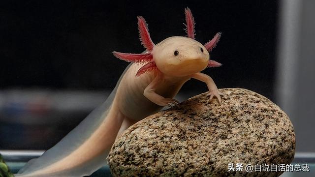 熊猫：真实存在的上古恐惧，为什么只有人类觉得大熊猫很可爱？