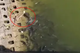 广州河道边一只大老鼠下水捕鱼，路人惊呼：变天了，老鼠成精了图片