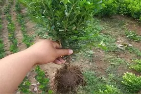 黄杨的养护方法，掌握这七大技巧，让你轻松养出好绿植图片