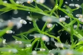 如何让鱼苗快速长大图片