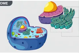 核糖体（定义，结构和功能）图片