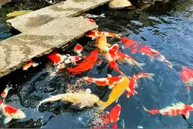 如何打造鱼池“微生态”环境，为锦鲤建立完善的生态平衡系统？图片