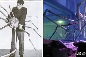 世界上最大的螃蟹图片