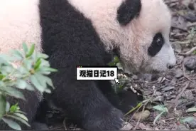 据说熊猫的智商有5-6岁#熊猫 #大熊猫 视频封面