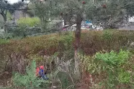 梦见牙掉了是死亡的预兆图片