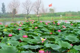 河北旅游：白洋淀一日行散记（图）图片