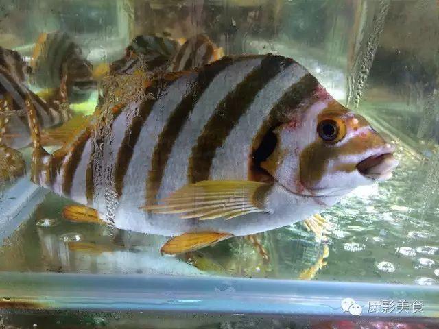 40头的花胶是几级 2025年花胶40头是什么意思?