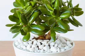 玉树如何栽培和养护？图片