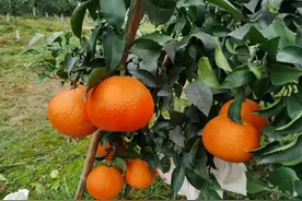 柑橘十大品种，有的销售正火，有的开始没落，哪个会在未来站稳脚图片