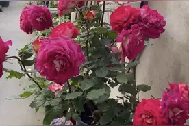 一种近乎“完美”的月季花，又美又香，丰花勤花，抗性强，刺还少图片