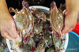买螃蟹时：别看只看大小，牢记这3点，膏黄满满肉还鲜图片