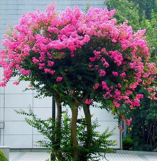 5种"名花树",庭院种一棵,美丽吉祥又长寿,寓意深远