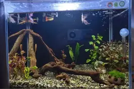 底沙、弱过滤、小型鱼，鱼缸底部的杂质粪便如何处理？图片